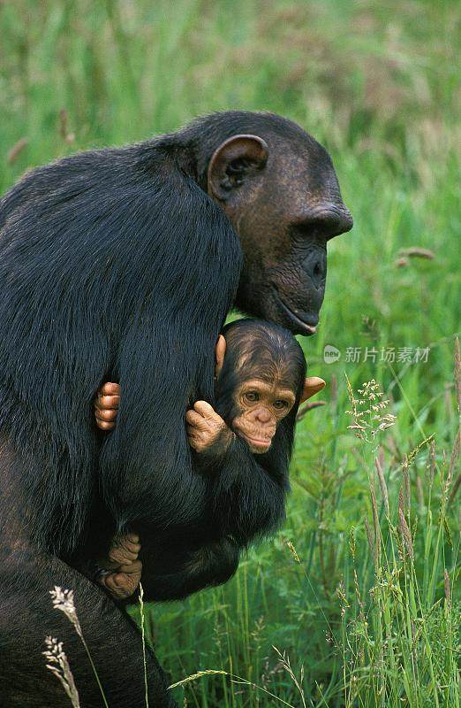 黑猩猩，pan troglodytes，母亲怀胎